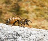 A honey bee, its proboscis extended, collects water from the edges of a birdbath. (Photo by Kathy Keatley Garvey)
